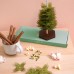Concord and 9th - Crafted - Forest Fir - Small Tree